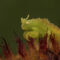 I made it into the NANPA Showcase Competition 2021 top 250
