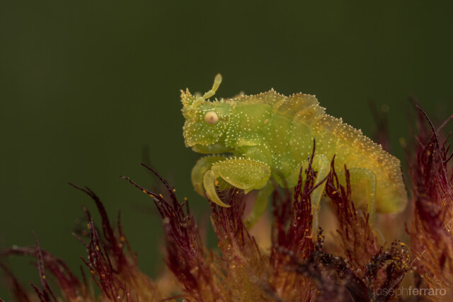 I made it into the NANPA Showcase Competition 2021 top 250