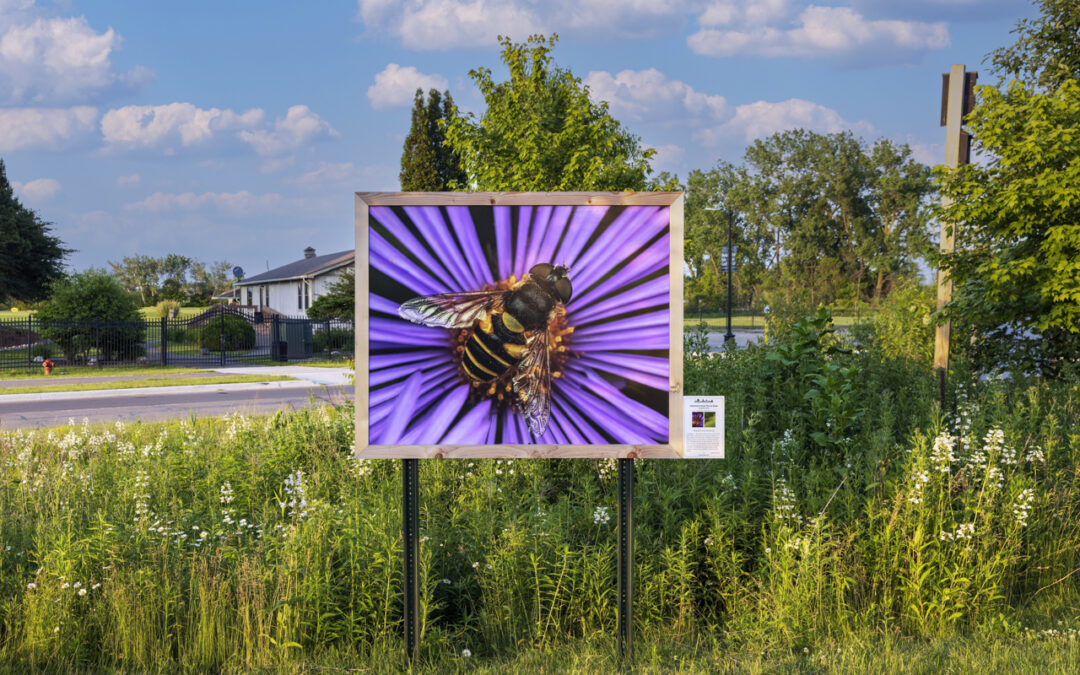 pollinator week