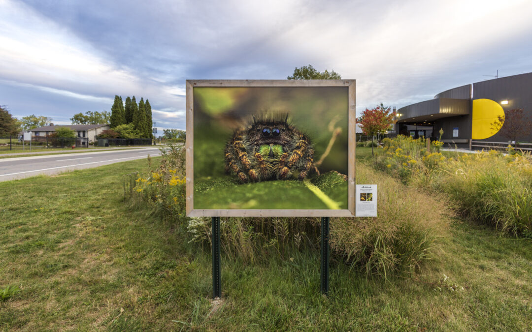 Upcoming outdoor exhibition at Belle Isle Nature Center mentioned on WDET