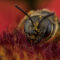 It’s Not a Bug! How 5 Eyes, Hairy Legs and Wings Changed My Life